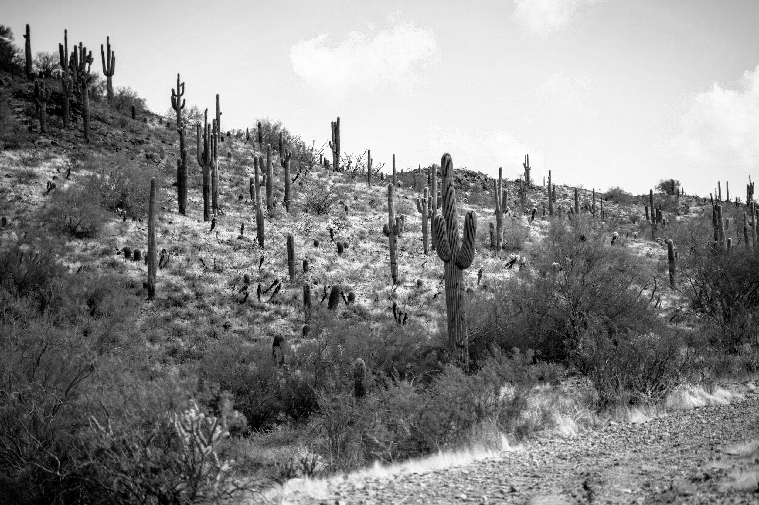 Gallery image 1 — emergency pest control Phoenix