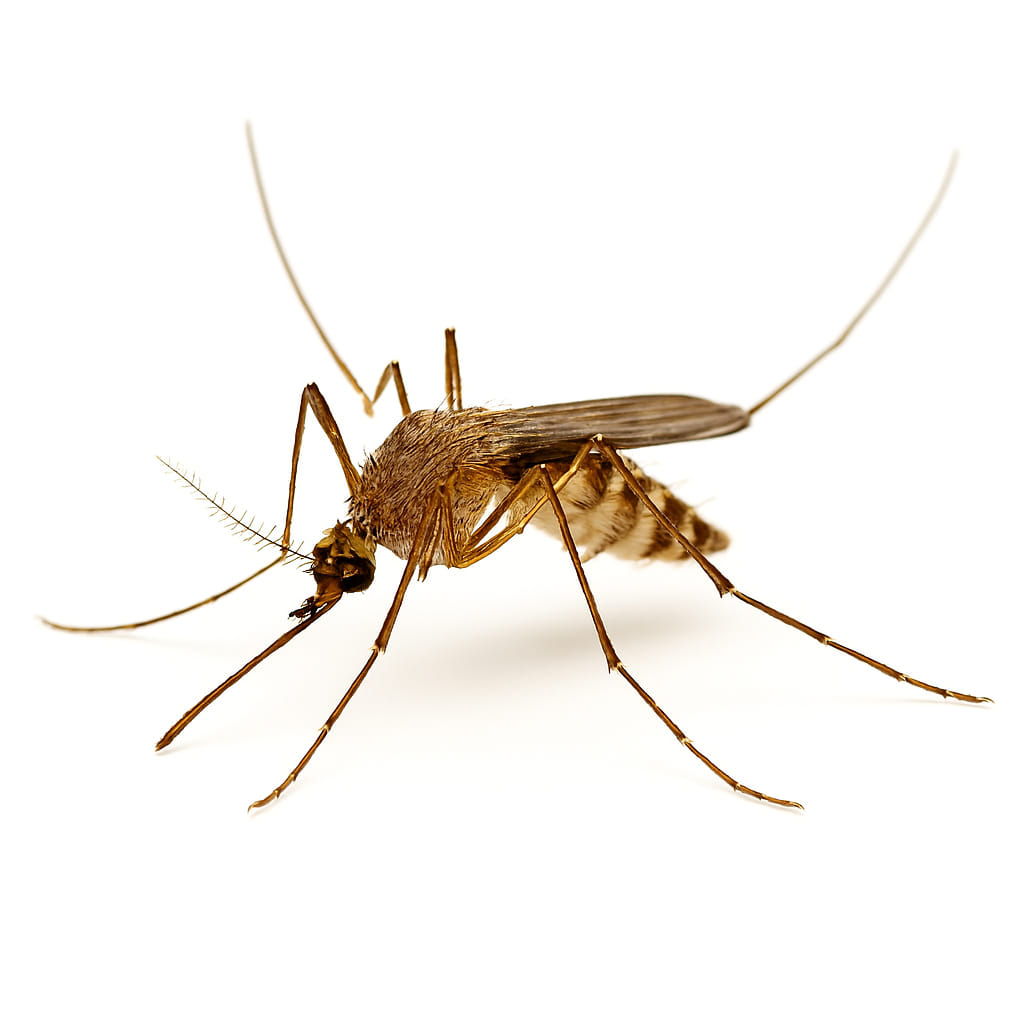 Gallery image 1 — monthly pest control service in Arizona