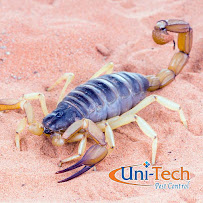 Gallery image 4 — monthly pest control service in Arizona