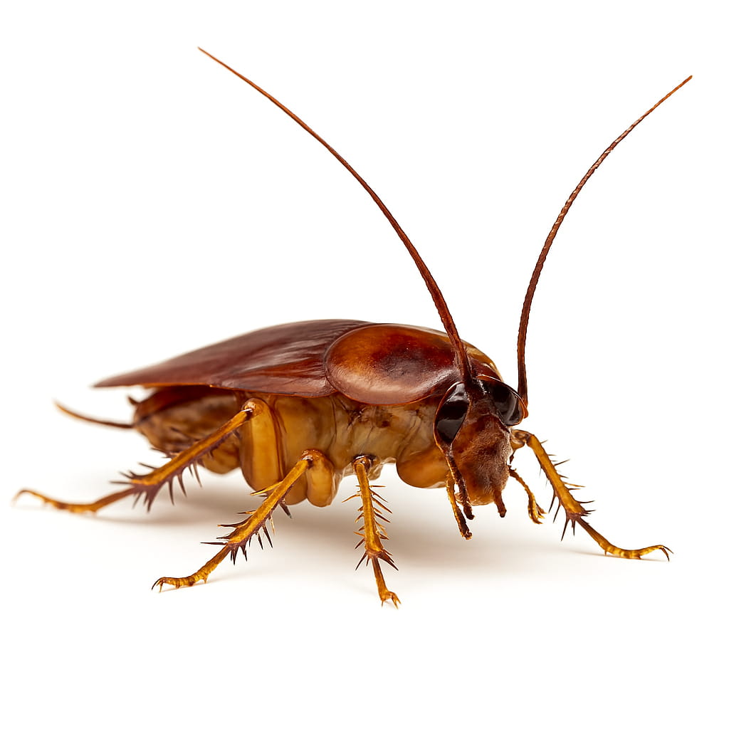 monthly pest control service in Arizona