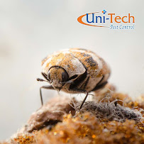 Gallery image 2 — monthly pest control service in Arizona