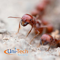 scorpion exterminator in Arizona