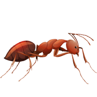 Gallery image 5 — same day pest control Phoenix