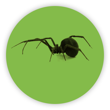 Gallery image 5 — termite treatment Chandler