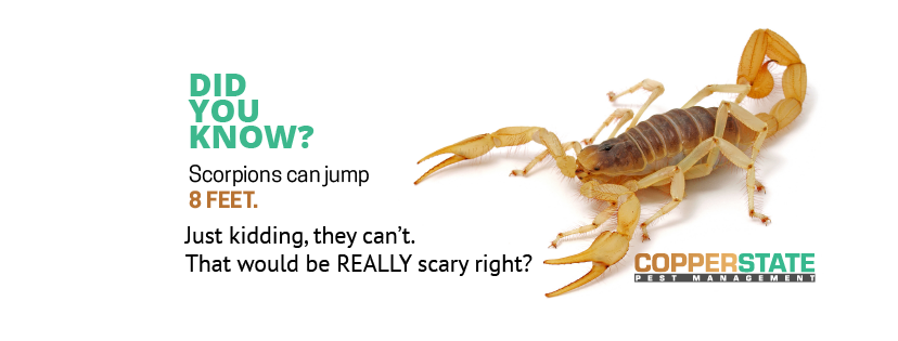 pest control Phoenix