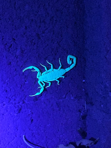 Gallery image 4 — pest control Phoenix