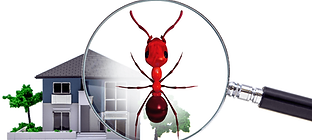 Gallery image 2 — pest control Phoenix