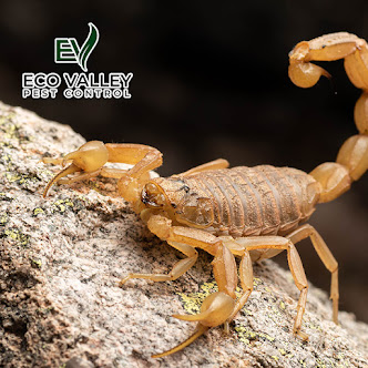 About scorpion control Phoenix AZ