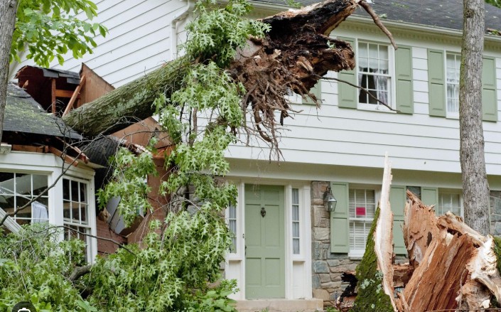 residential mold remediation near me