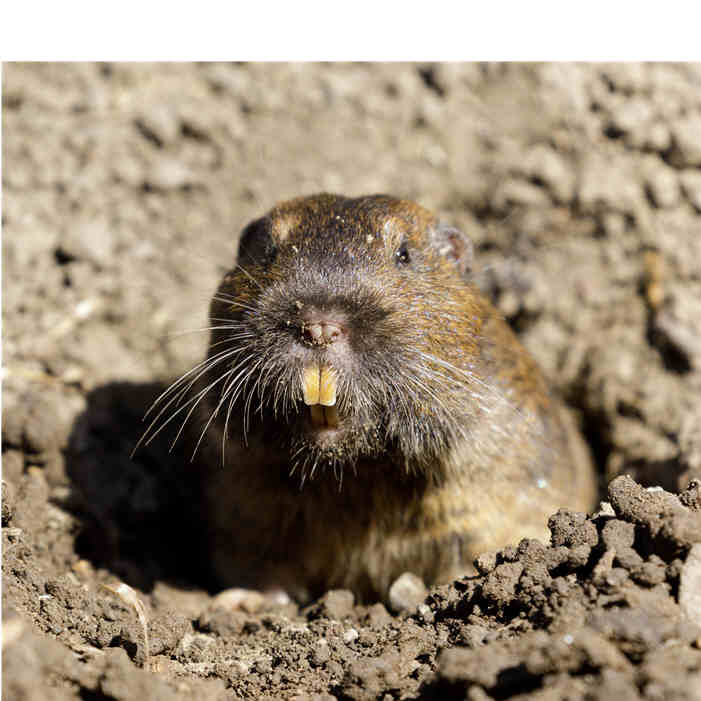 Gallery image 6 — residential pest control Phoenix