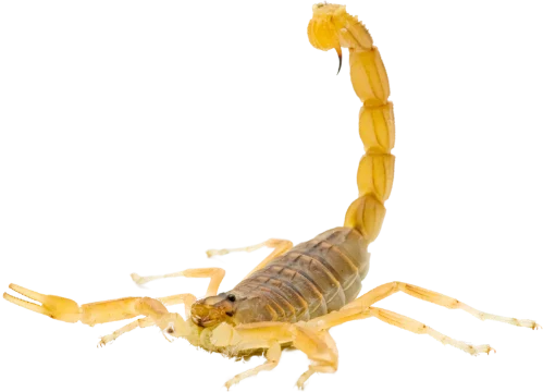 Gallery image 4 — local pest control company in Litchfield Park