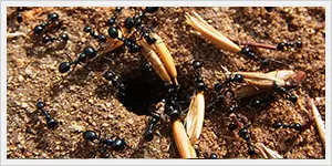 Gallery image 14 — best pest control in Chandler