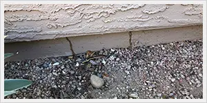 Gallery image 9 — best pest control in Chandler