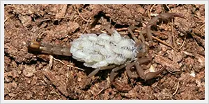 Gallery image 18 — best pest control in Chandler