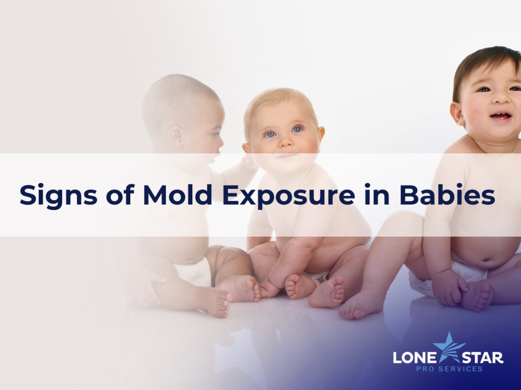 Gallery image 5 — commercial mold remediation Cypress, TX