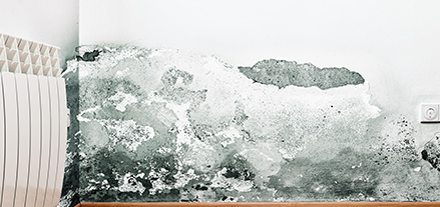 Gallery image 6 — emergency mold removal near me