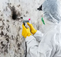 emergency mold removal near me
