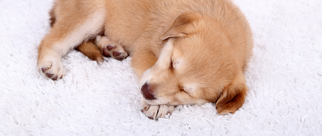 Gallery image 7 — non-toxic carpet cleaning near me
