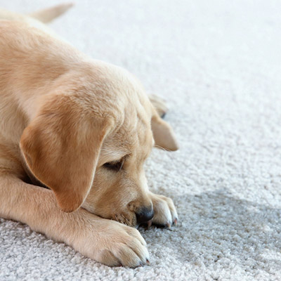 Gallery image 2 — upholstery cleaning Fort Worth