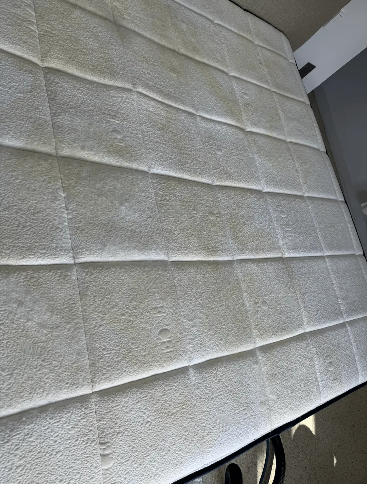 Gallery image 2 — pet odor removal service NYC