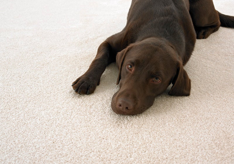 Gallery image 5 — rug cleaning service Chicago