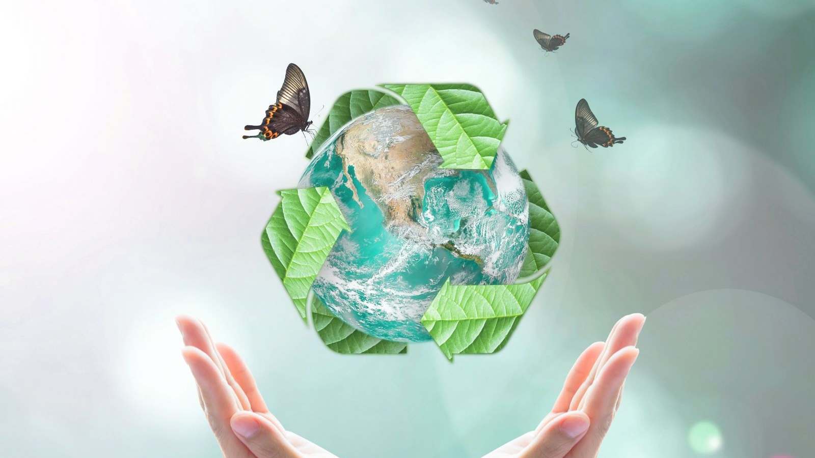 Gallery image 6 — best rug cleaner in Maryland