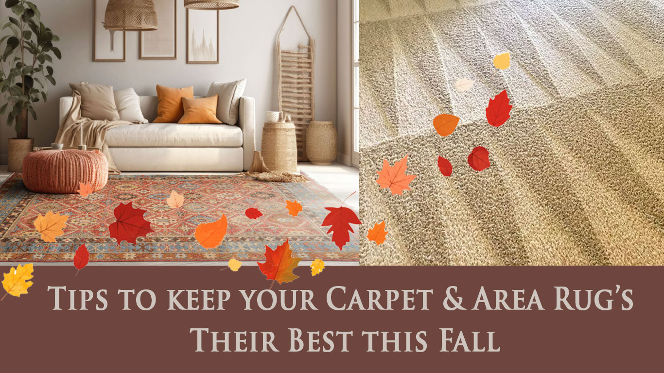 Gallery image 4 — area rug cleaning Chicago