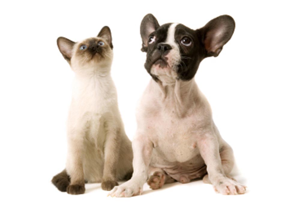 Gallery image 3 — upholstery cleaning near me