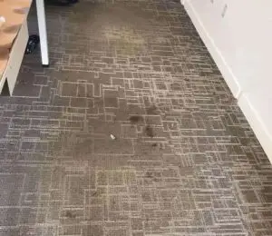 Gallery image 8 — commercial carpet cleaning Queens