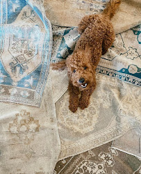 About Persian rug cleaning near me