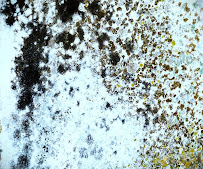 About commercial mold remediation Chicago