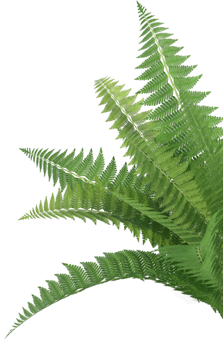 Gallery image 2 — paver restoration Orlando