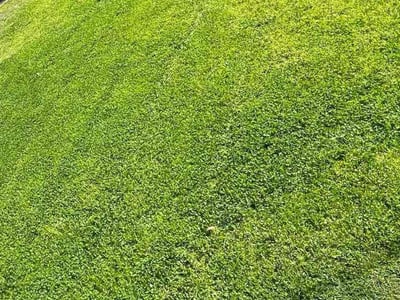 Gallery image 3 — bush trimming San Jose