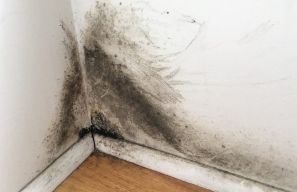 Gallery image 6 — certified mold remediation IL