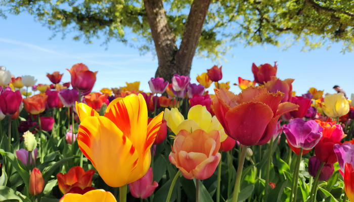 Gallery image 1 — Windy City home inspection services