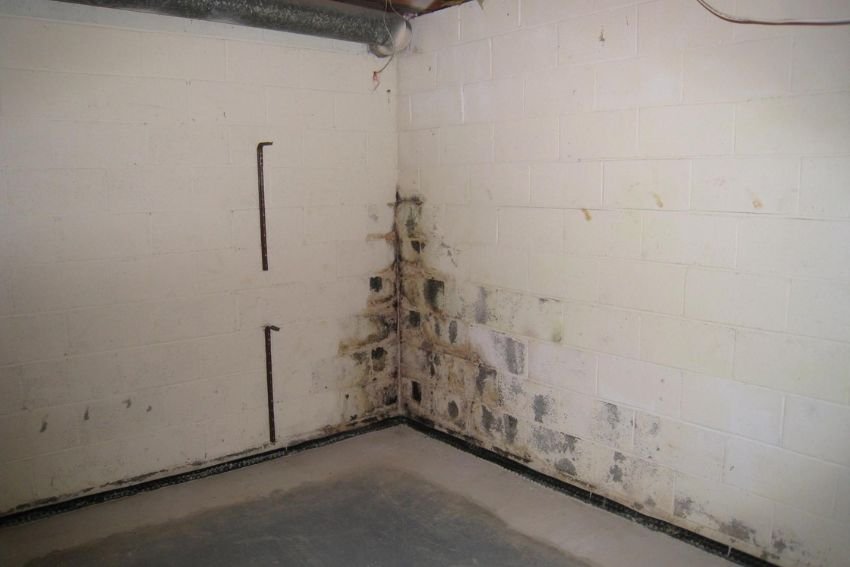 Gallery image 1 — black mold removal Chicago