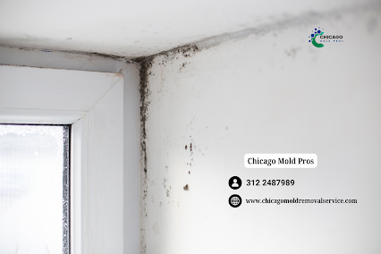 About crawl space mold removal Chicago