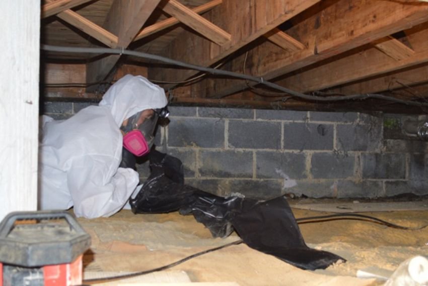 Gallery image 6 — black mold removal Chicago