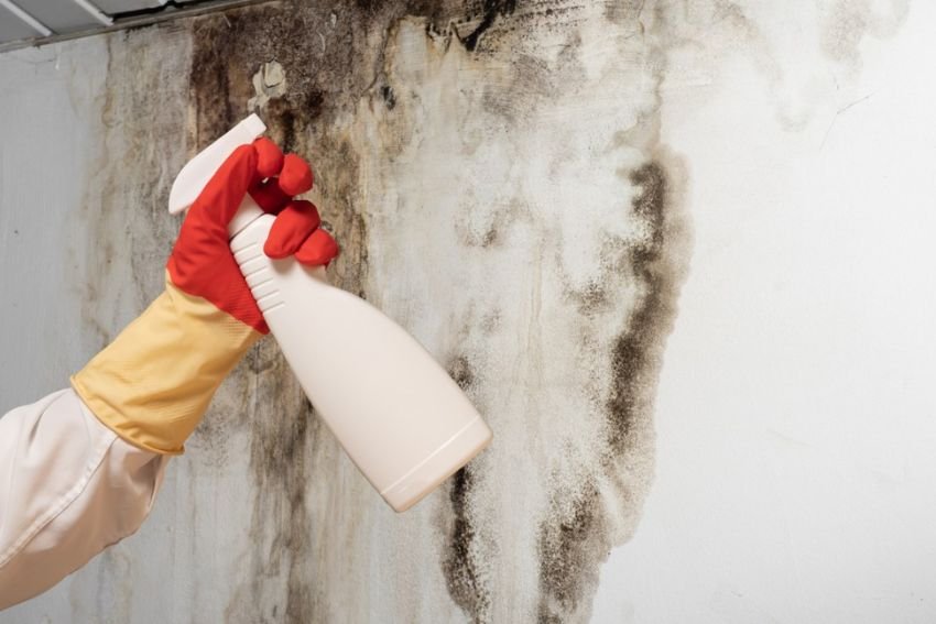 Gallery image 7 — black mold removal Chicago