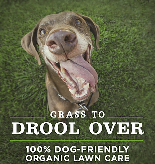 Gallery image 3 — native plant maintenance Houston