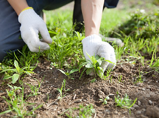 Gallery image 4 — weed control service in Pearland