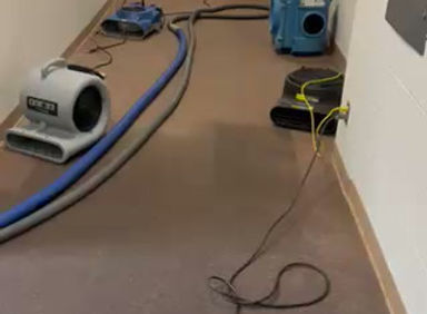 affordable carpet cleaning in Dallas