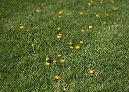 Gallery image 6 — lawn maintenance North Houston