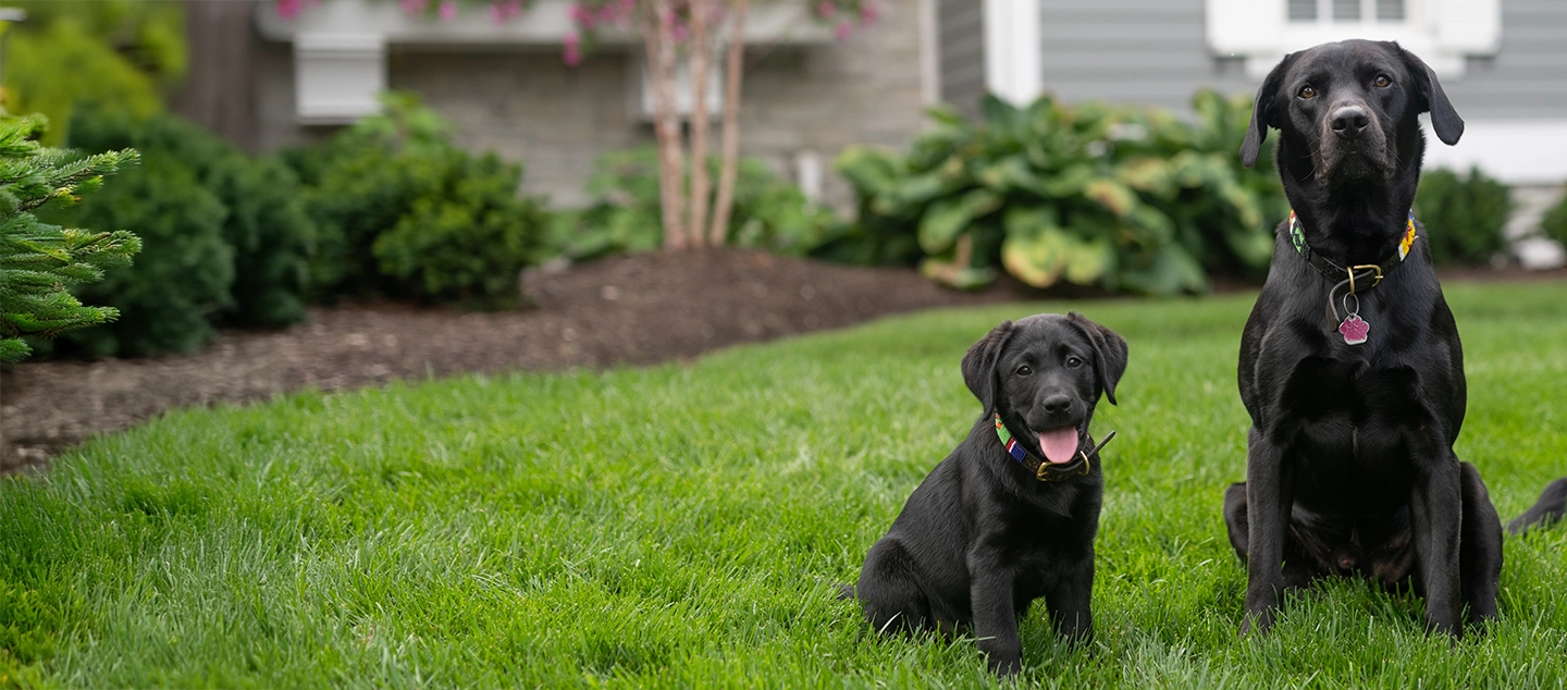 lawn maintenance North Houston