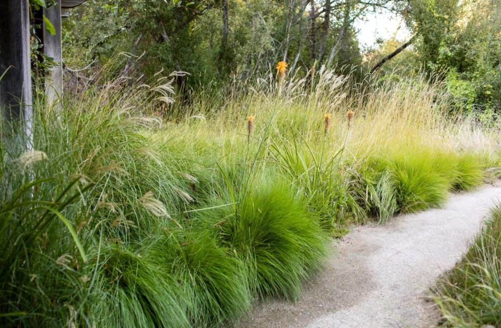Gallery image 3 — regenerative landscape maintenance South San Francisco