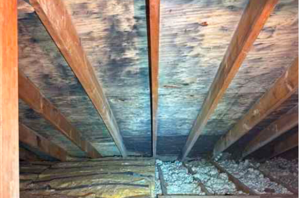 home mold inspection Downers Grove