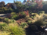 Gallery image 5 — yard cleanup San Jose