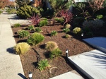Gallery image 2 — yard cleanup San Jose