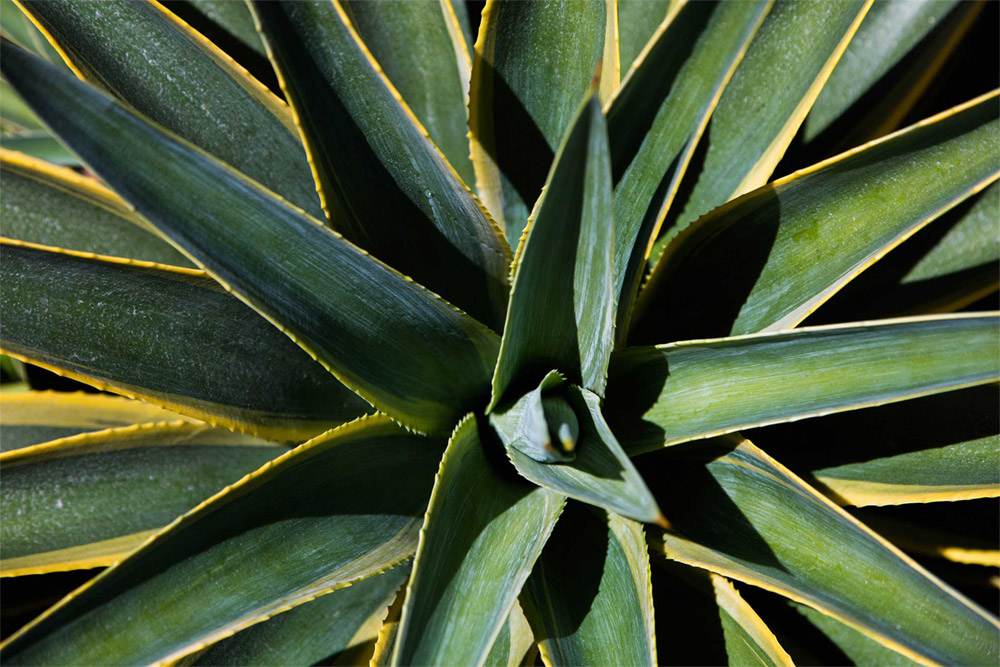 HOA landscape maintenance Greater Sacramento