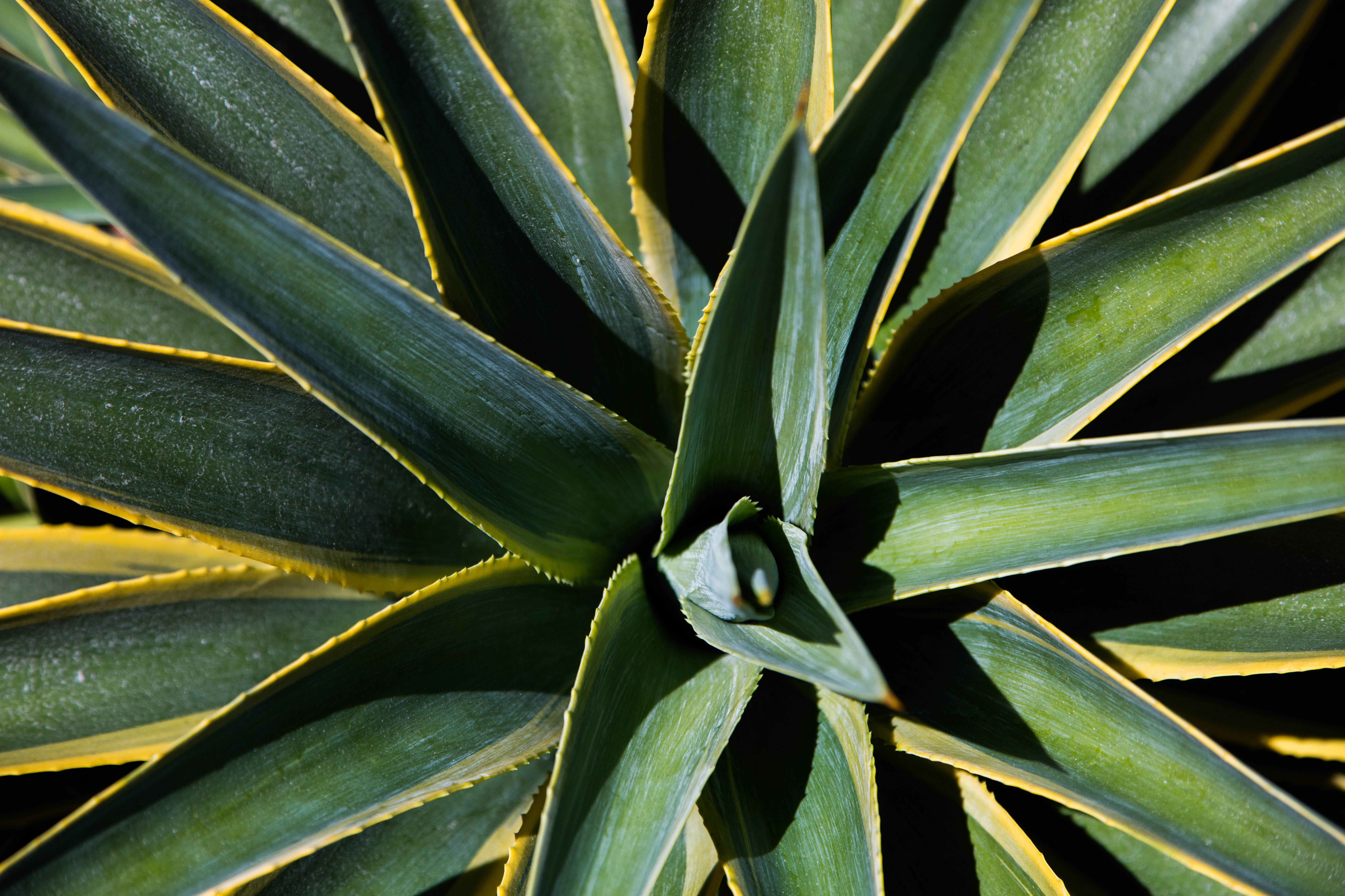 Gallery image 5 — HOA landscape maintenance Greater Sacramento